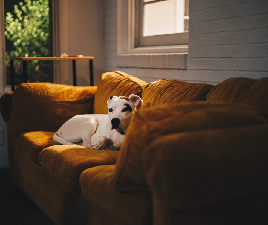 como-higienizar-corretamente-seu-sofa-casa.com-5-unsplash-hayes-potter