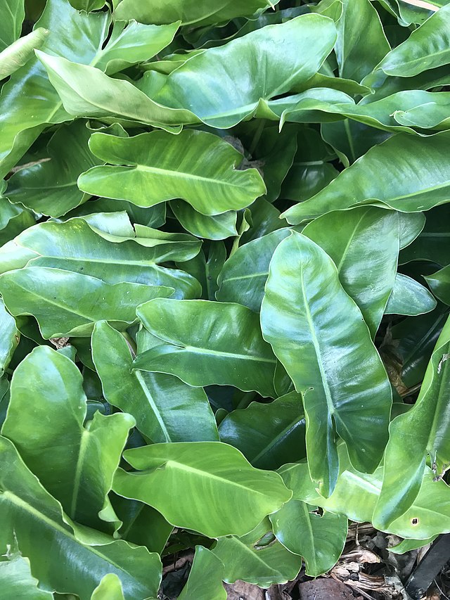 filodendro-philodendron-burle-marxii-katherine-wagner-reiss-wikimediacommons Jiboia x Filodendro: qual a diferença? Na foto, Philodendron burle-marxii
