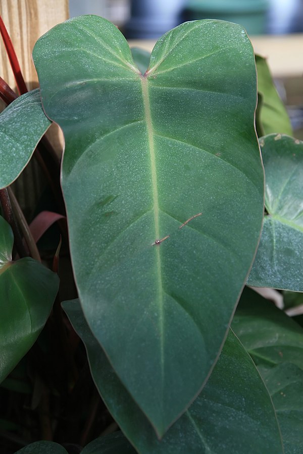 Jiboia x Filodendro: qual a diferença? Na foto, Philodendron-erubescens