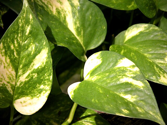 jiboia-epipremnum-aureum-carl-e-lewis-wikimediacommons Jiboia x Filodendro: qual a diferença? Na foto, Epipremnum-aureum