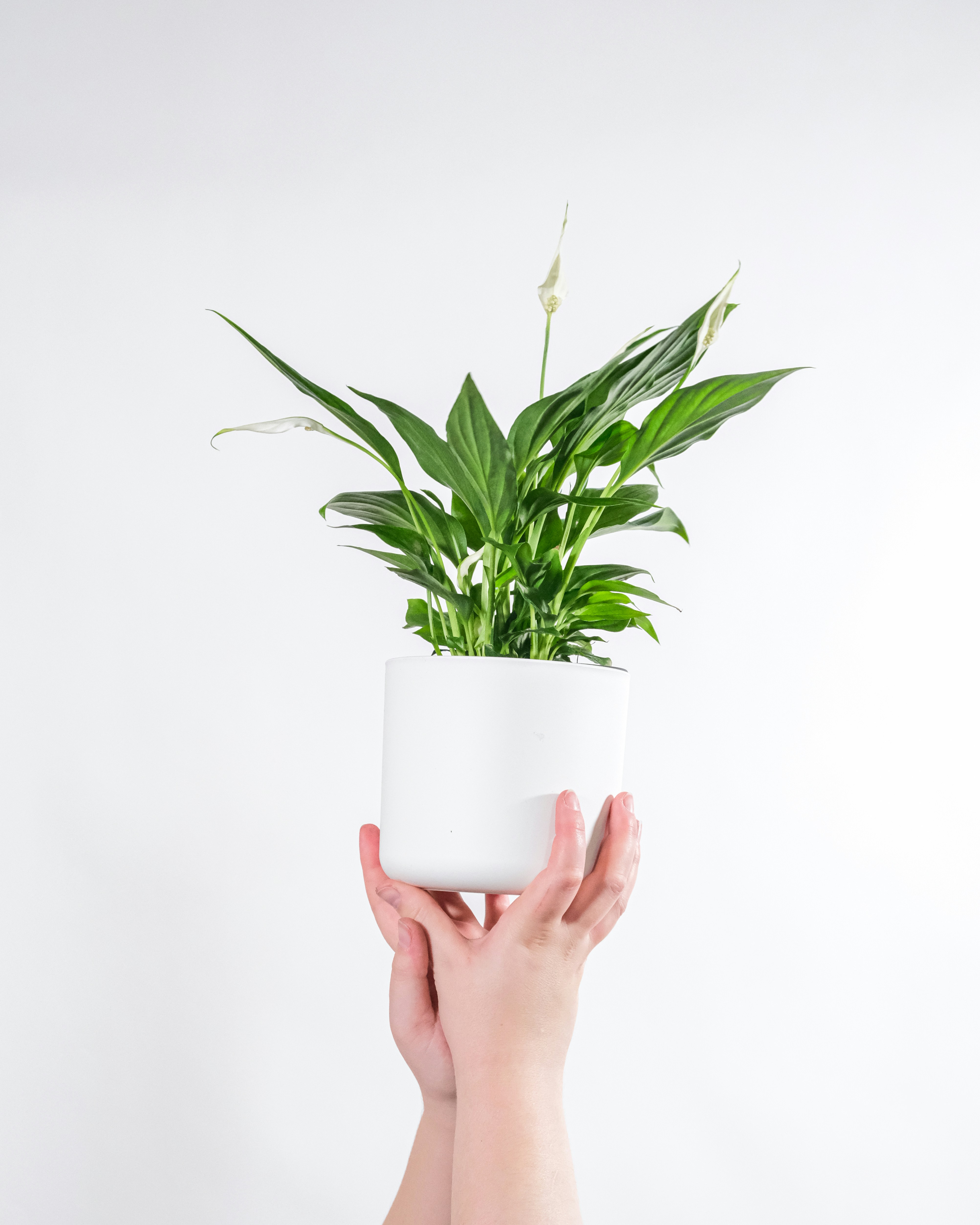 Como plantar e cuidar de lírio-da-paz