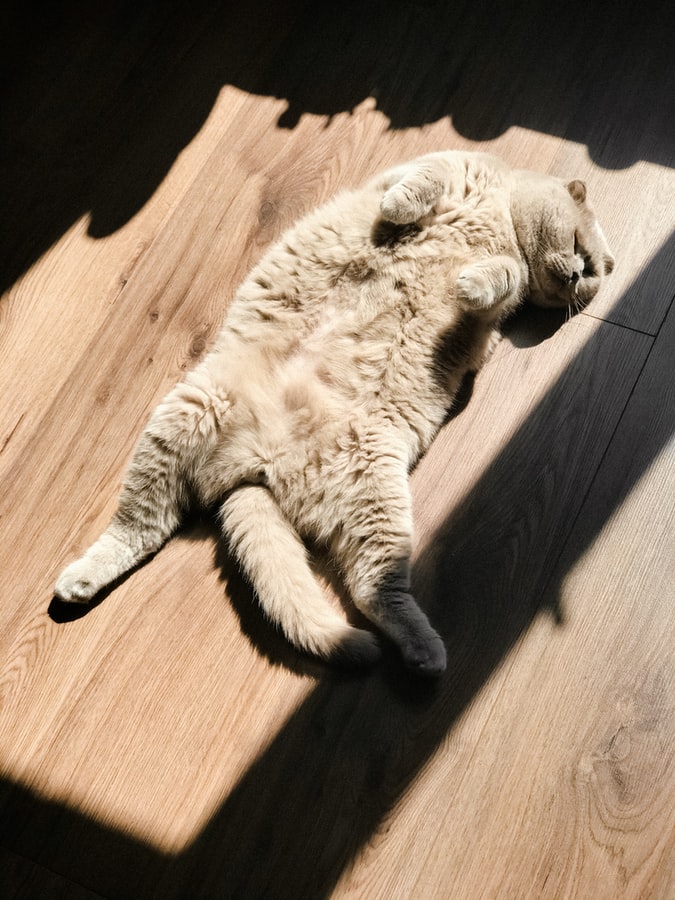 Gato cinza tomando sol de barriga para cima em ambiente interno com piso de madeira