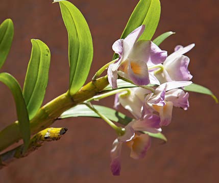 Orquídea olho-de-boneca lilás