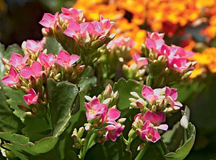 Orquídea calanchoê Orquídea calanchoê