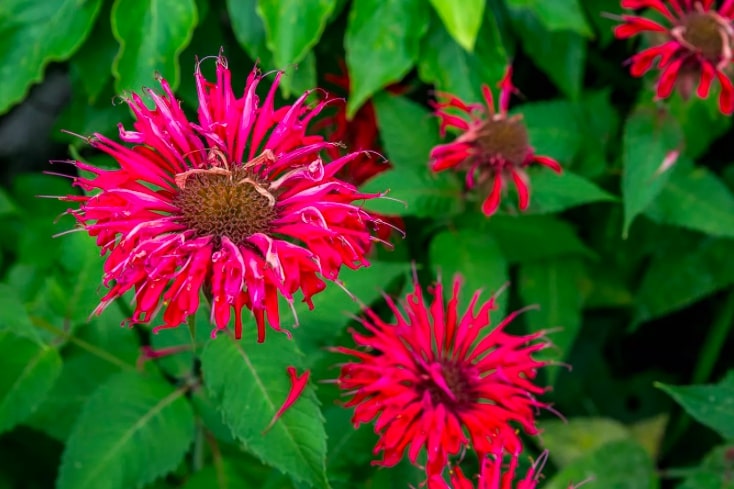 1-10-flores-que-vao-trazer-beija-flores-para-seu-jardim