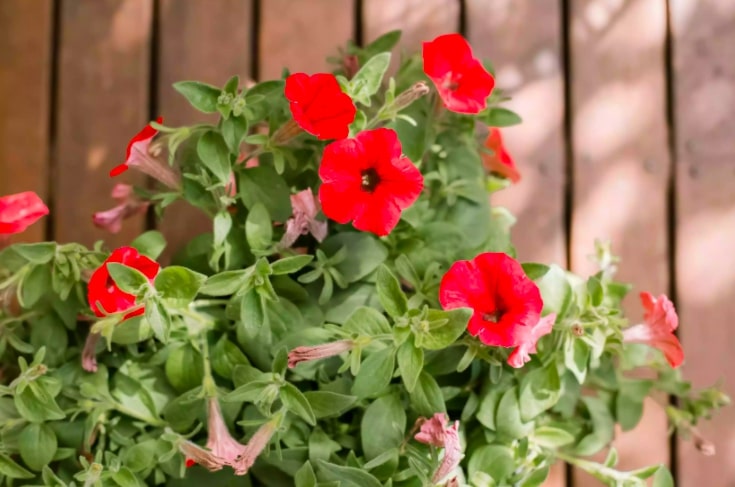 10 flores que vão trazer beija-flores para seu jardim | CASA.COM.BR