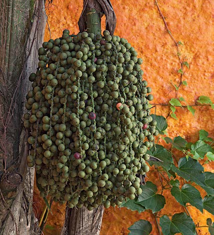 Frutos da palmeira rabo-de-peixe Frutos da palmeira rabo-de-peixe