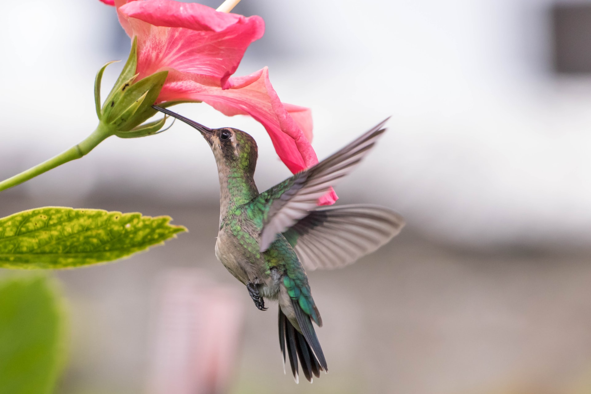 10 flores que vão trazer beija-flores para seu jardim | CASA.COM.BR