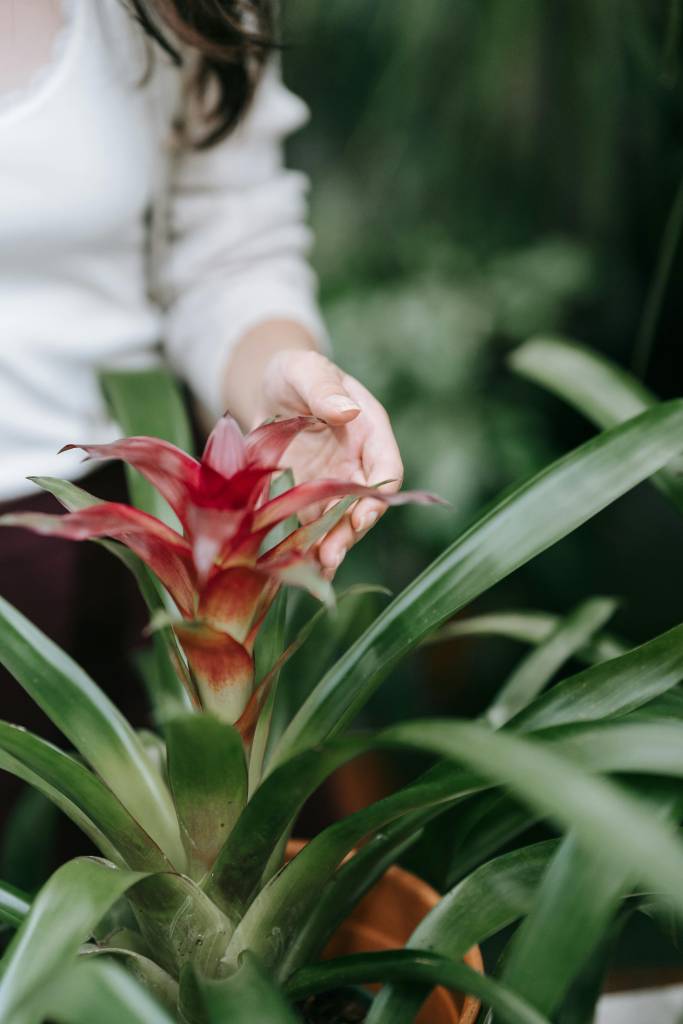 11 plantas fáceis de cuidar que precisam de pouca luz