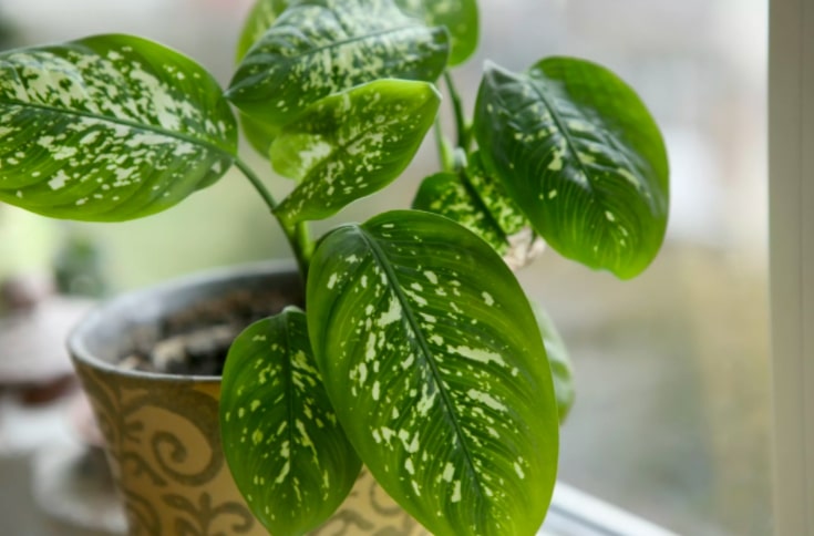 Dieffenbachia (Dumb canes)
