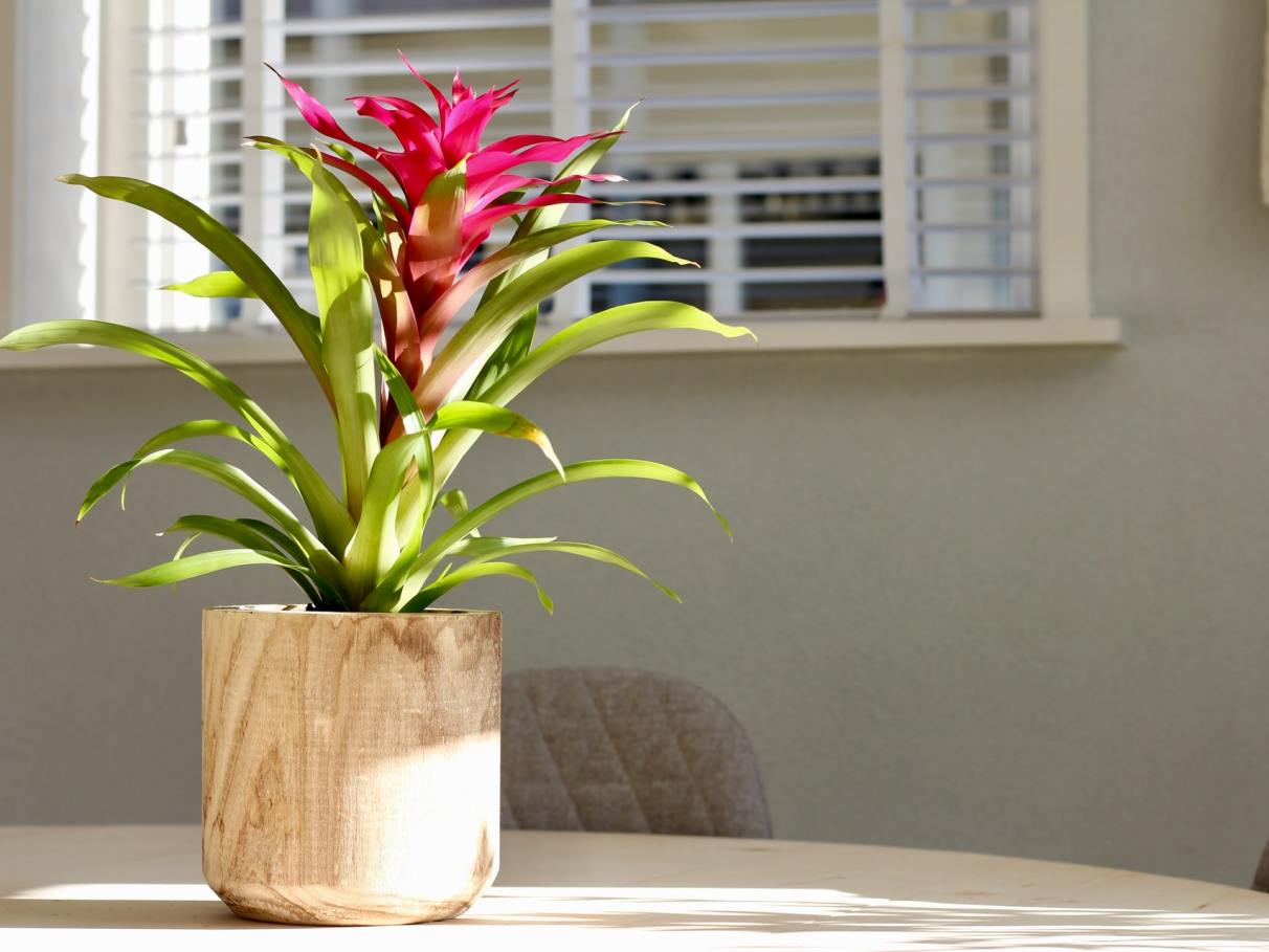Como escolher o melhor vaso para sua planta: veja dicas essenciais -  BioCultivo