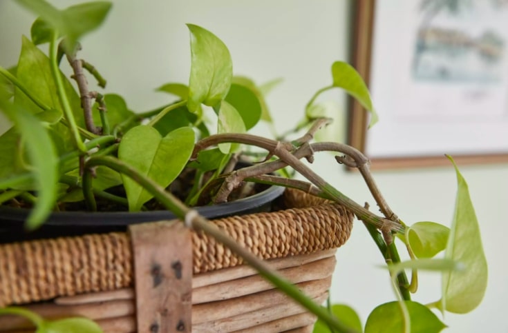 Philodendron ou imbé