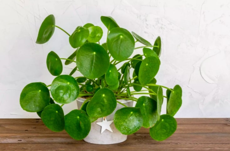 Pilea peperomiodes