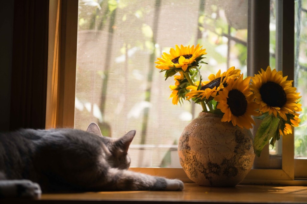 Gato ao lado de um vaso de girassóis