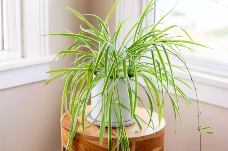 Chlorophytum comosum