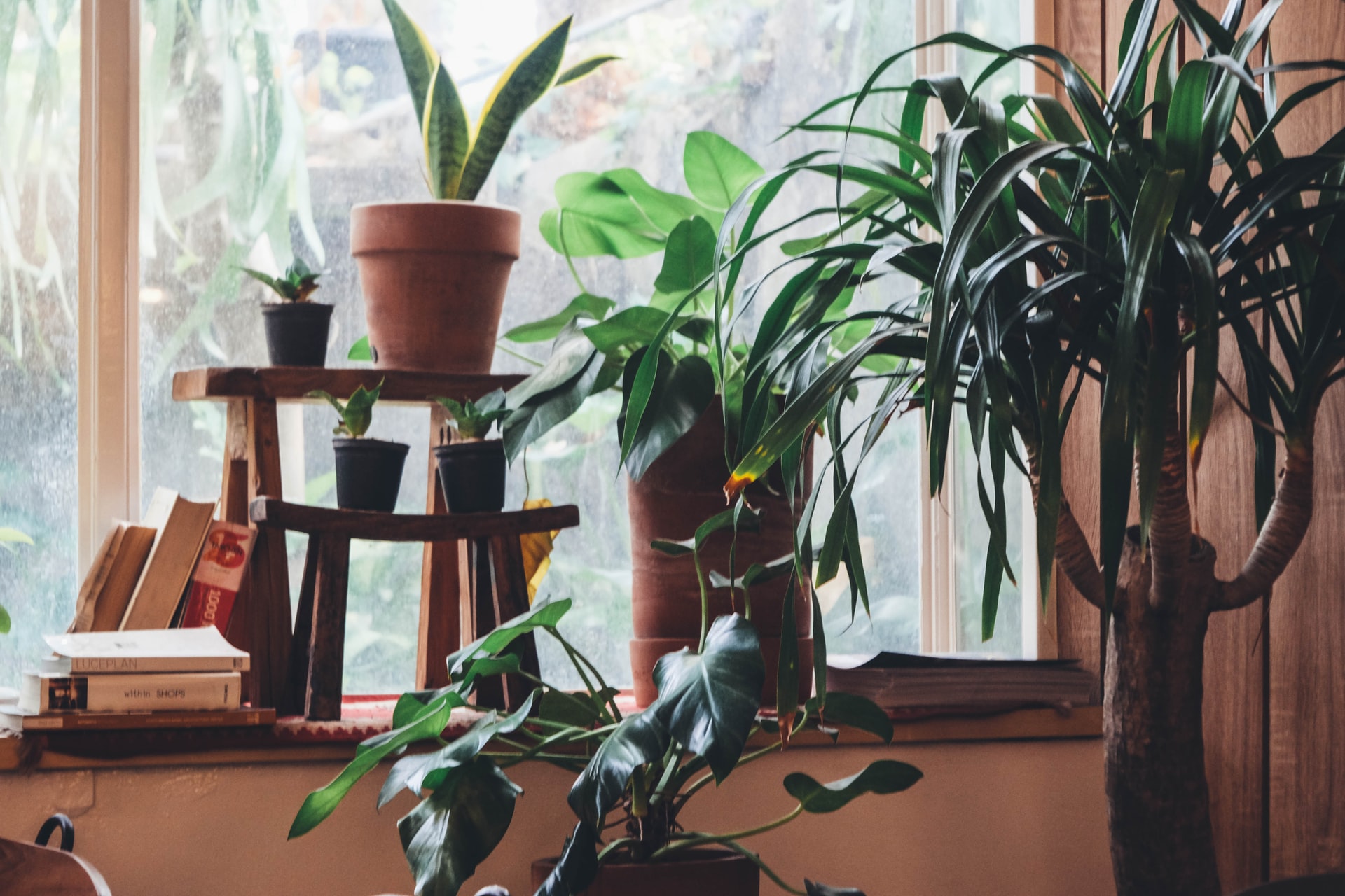 O guia completo para escolher o melhor vaso para suas plantas