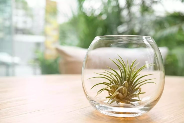 Tillandsia