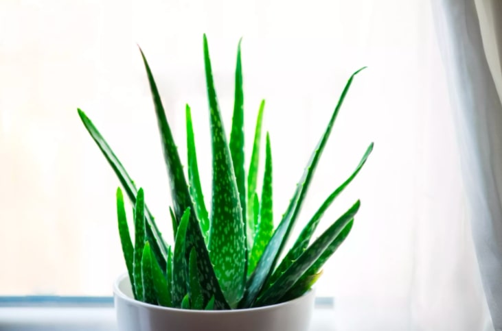 Aloe Vera