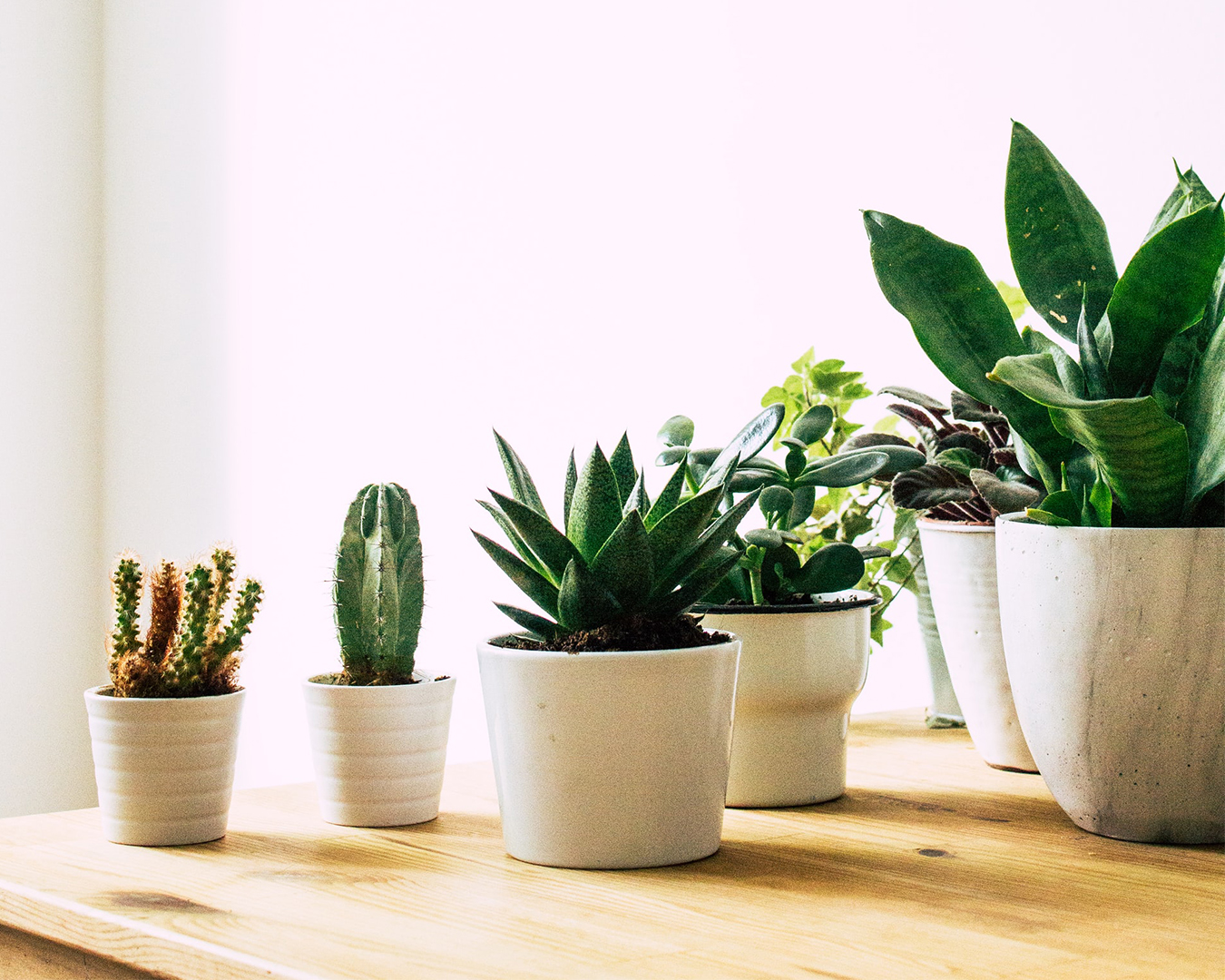 O Guia Completo Para Escolher O Melhor Vaso Para Suas Plantas Casacombr 