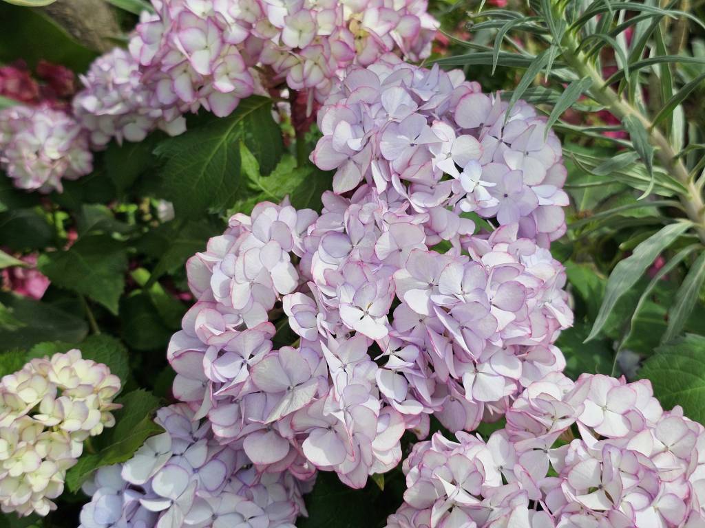 Como plantar e cuidar de hortênsias