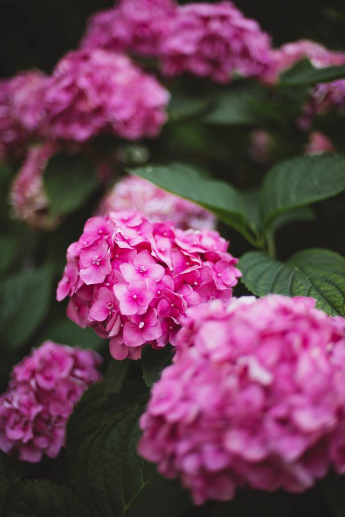 Como plantar e cuidar de hortênsias
