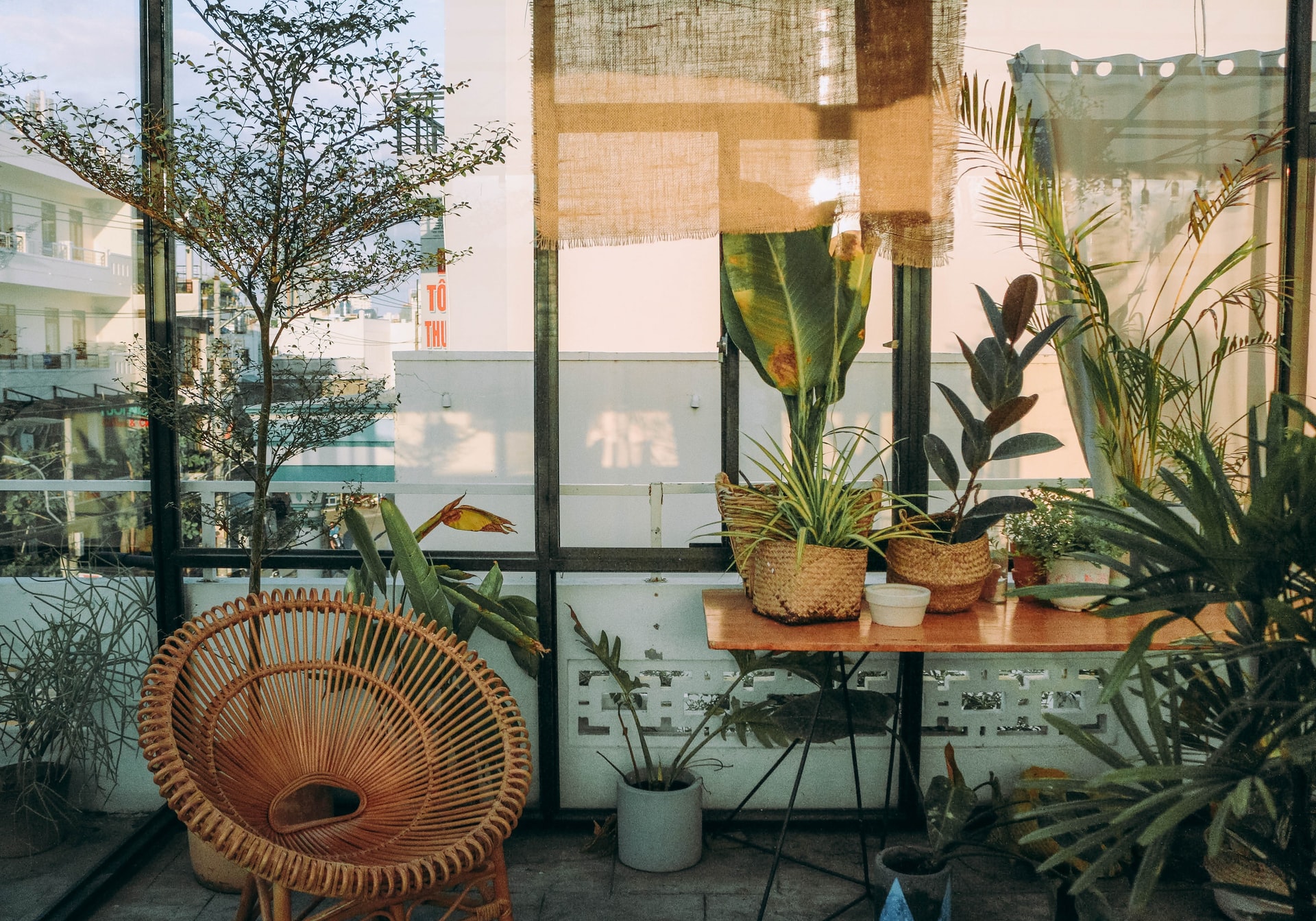Feng Shui: como incluir plantas na sua casa seguindo a prática