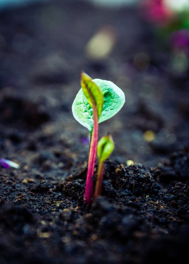 Passo-a-passo-para-preparar-o-solo-das-suas-plantinhas-12