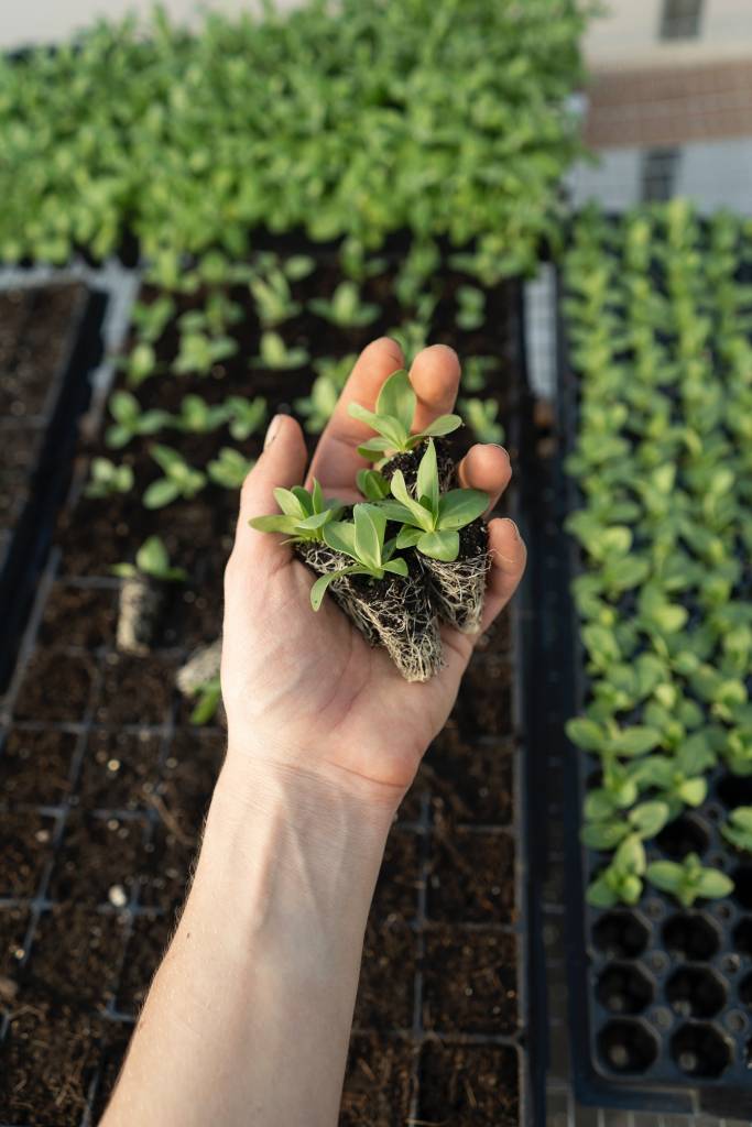 Passo-a-passo-para-preparar-o-solo-das-suas-plantinhas-13