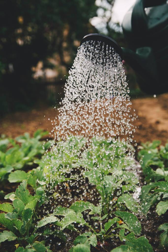 Por-que-as-minhas-plantas-estão-ficando-amareladas-06