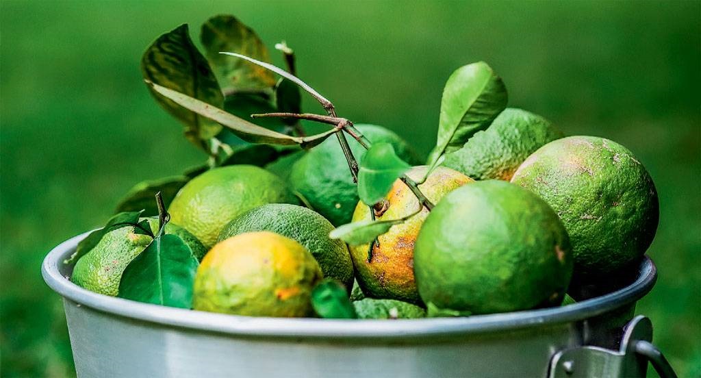 Aprenda a fazer um delicioso doce de laranja