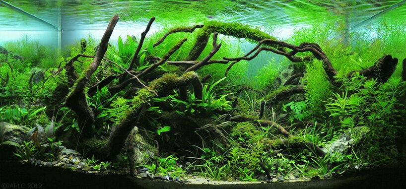 aquascaping-duc-viet-bui-wikimedia-commons