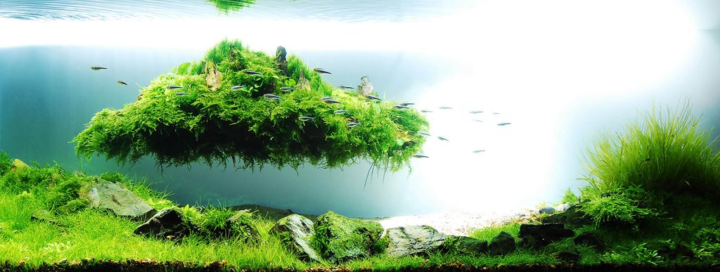 aquascaping-microaquaticshop-03