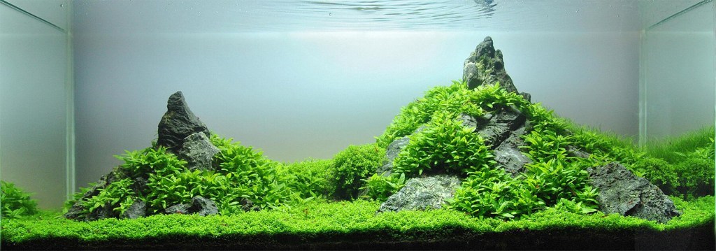 aquascaping-peter-kirwan-wikimedia-commons