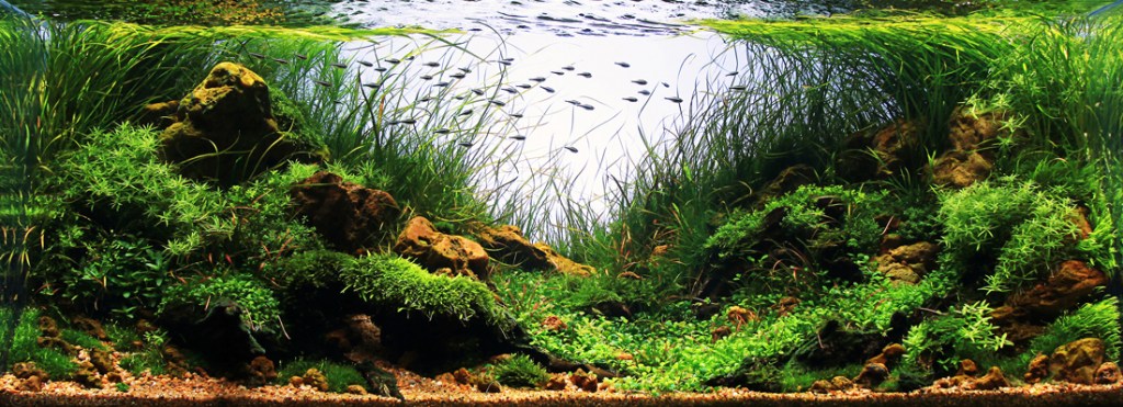 aquascaping-scapefu-01