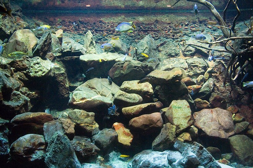 aquascaping-svdmolen-wikimedia-commons