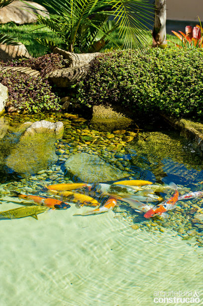 Beleza e prosperidade: de diversos tamanhos, as carpas Nishikigoi nadam livremente. Apreciados pela cor e pelo padrão exuberante, esses peixes chegam a viver 80 anos e são um símbolo de sucesso no Japão. Aqui, eles movimentam as águas e revolvem a sujeira do fundo do tanque para que seja captada pelo sistema de filtragem.