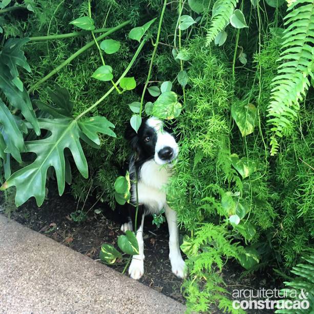 Olha que fofura o Asterix, de olho na nossa equipe e escondido no jardim vertical, o canto favorito dele na casa Olha que fofura o Asterix, de olho na nossa equipe e escondido no jardim vertical, o canto favorito dele na casa