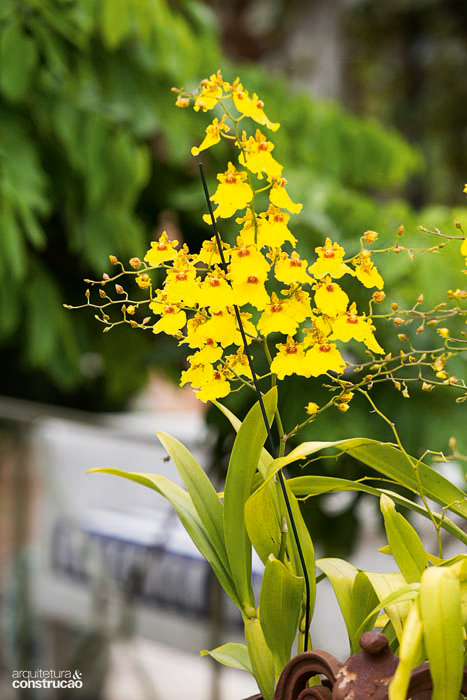 A orquídea mais comum neste jardim é a chuva-de-ouro, que vai bem em vaso e à meia-sombra.