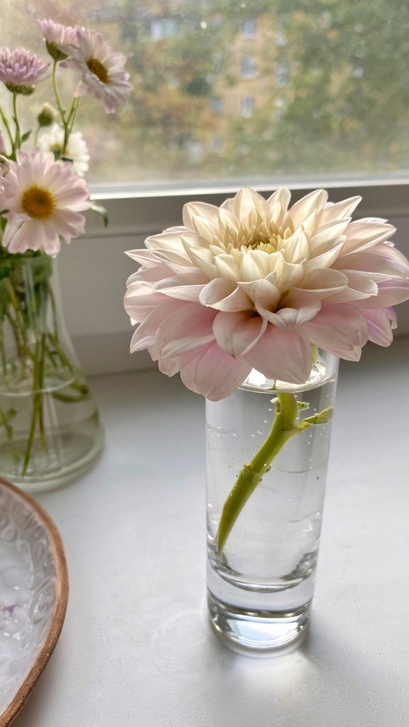 dalia-flores-jardim-dicas-cultivo-pexels-анна-орлова