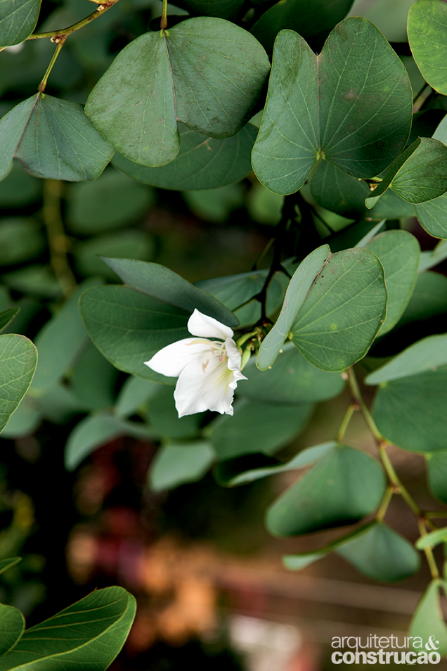 A delicada flor da pata-de-vaca é um bônus para quem decide cultivar a árvore de médio porte.