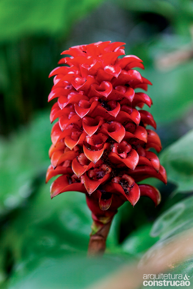 O tapeinóquilo (corruptela de seu nome científico) floresce na temporada de calor.