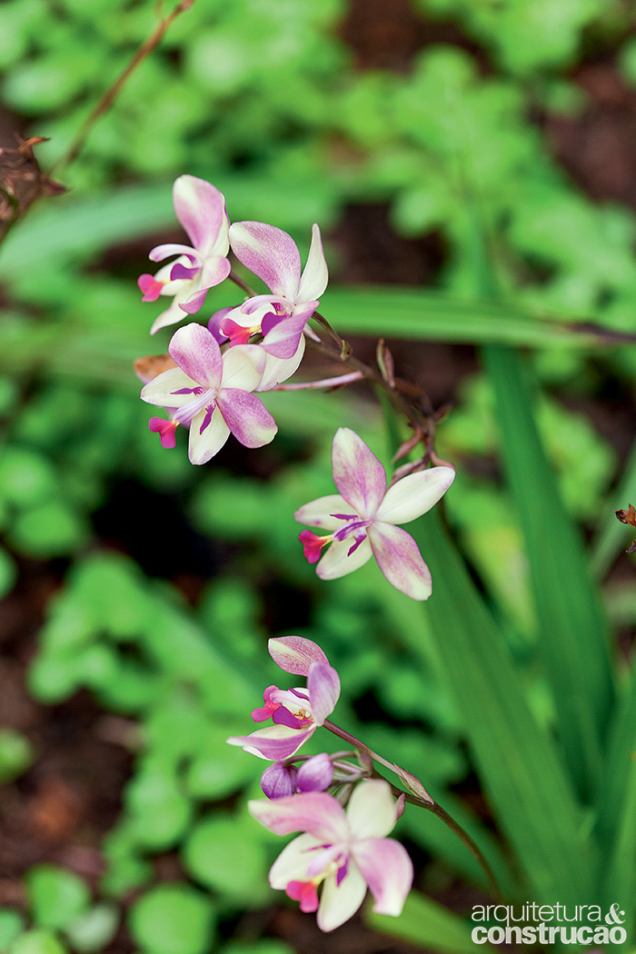 O terreno farto em verde criou um microclima que favorece as orquídeas de chão em todas as suas variedades, como esta mesclada. O terreno farto em verde criou um microclima que favorece as orquídeas de chão em todas as suas variedades, como esta mesclada.