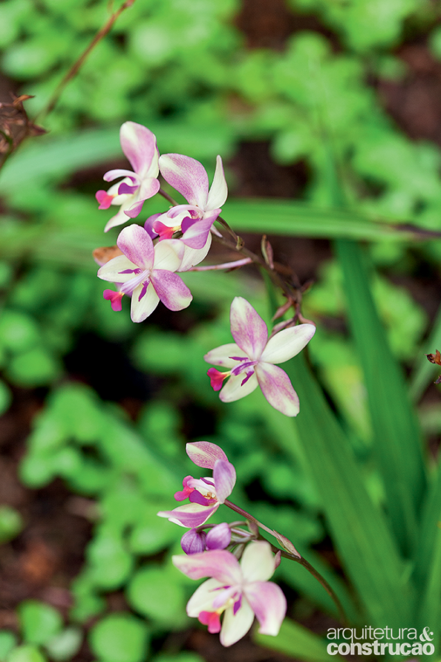 O terreno farto em verde criou um microclima que favorece as orquídeas de chão em todas as suas variedades, como esta mesclada.