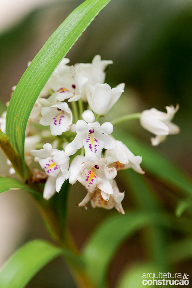 Graças aos botões com muitas flores, esta orquídea ficou popularmente conhecida como buquê-de-noiva. Graças aos botões com muitas flores, esta orquídea ficou popularmente conhecida como buquê-de-noiva.