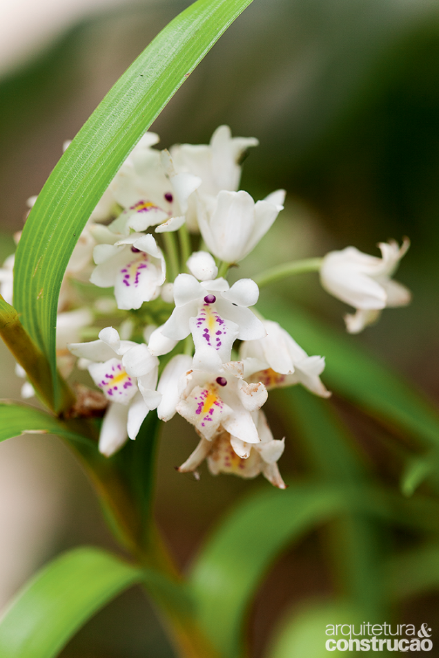 Graças aos botões com muitas flores, esta orquídea ficou popularmente conhecida como buquê-de-noiva.