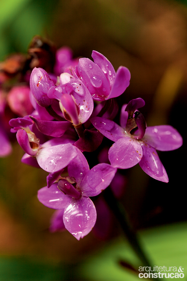 O perfume de uva é uma das marcas da orquídea-grapete, espécie terrestre que gosta de sol e umidade. O perfume de uva é uma das marcas da orquídea-grapete, espécie terrestre que gosta de sol e umidade.