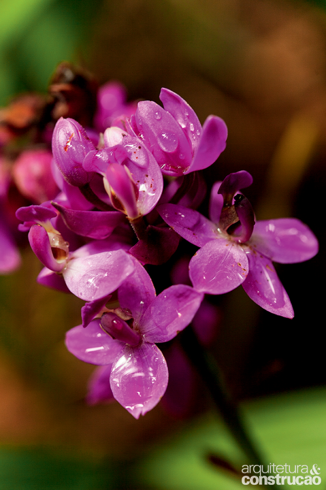 O perfume de uva é uma das marcas da orquídea-grapete, espécie terrestre que gosta de sol e umidade.