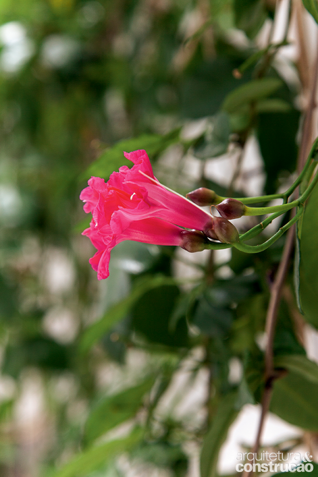 Ótima opção para cobrir estruturas fixas, a trepadeira ipomeia exibe flores de várias tonalidades.