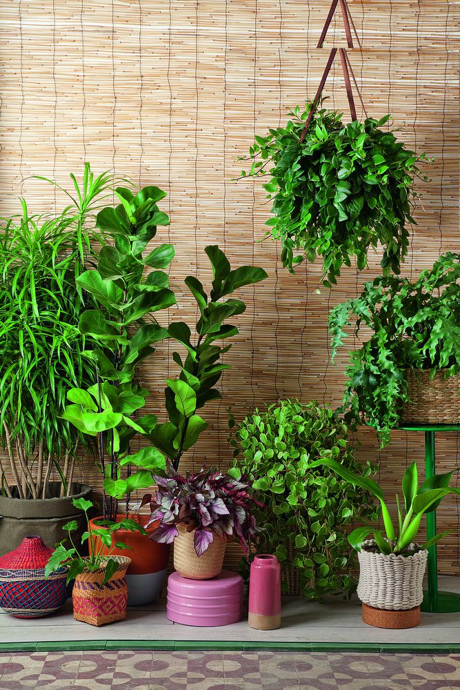 Dicas para ter plantas dentro de casa