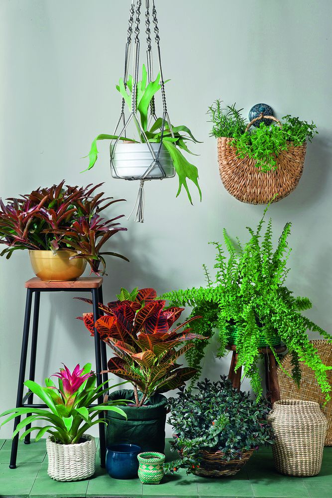 Dicas para ter plantas dentro de casa1